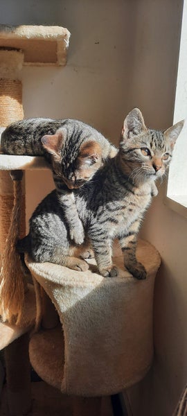 2 x brown tabby 10 -14 week old kittens Carousel 2