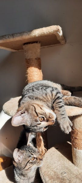 2 x brown tabby 10 -14 week old kittens Carousel 13