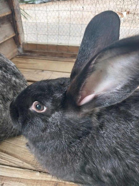 Cuddly Flemish Giant Rabbit Pair Looking for Great Forever Home Carousel 5