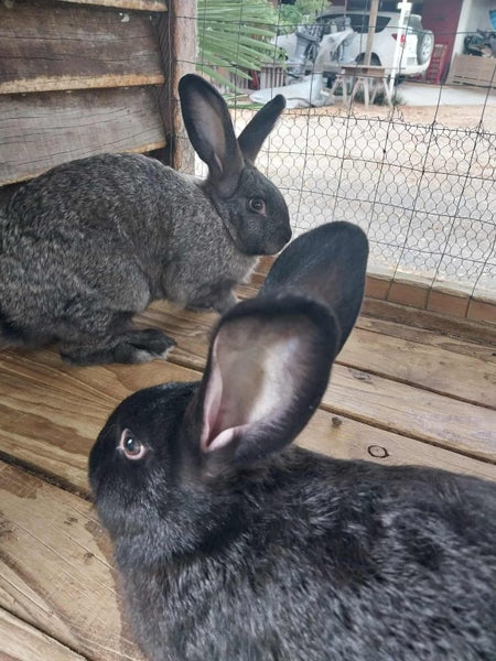 Cuddly Flemish Giant Rabbit Pair Looking for Great Forever Home Carousel 1