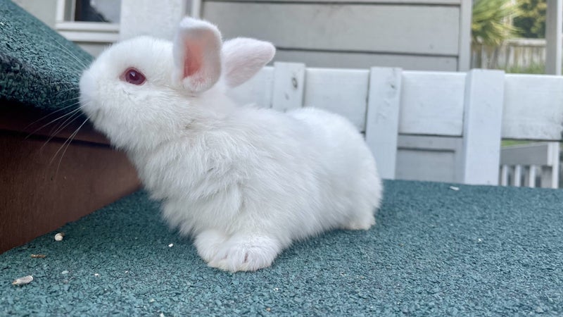 Mini lop bunny Carousel 1