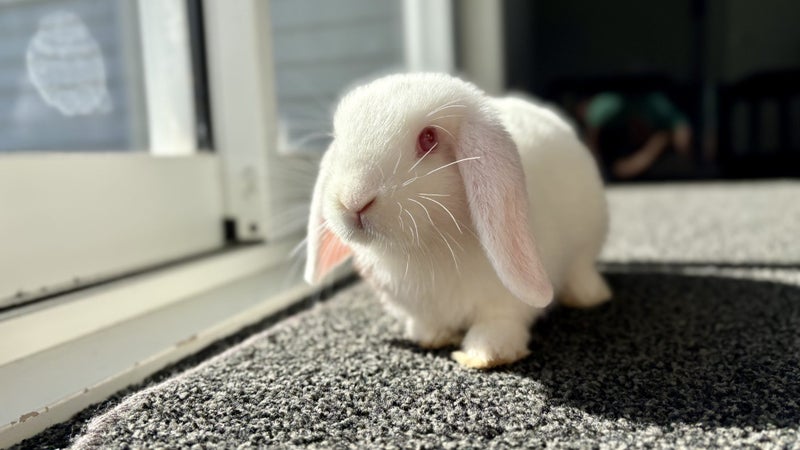 Mini lop bunny Carousel 2