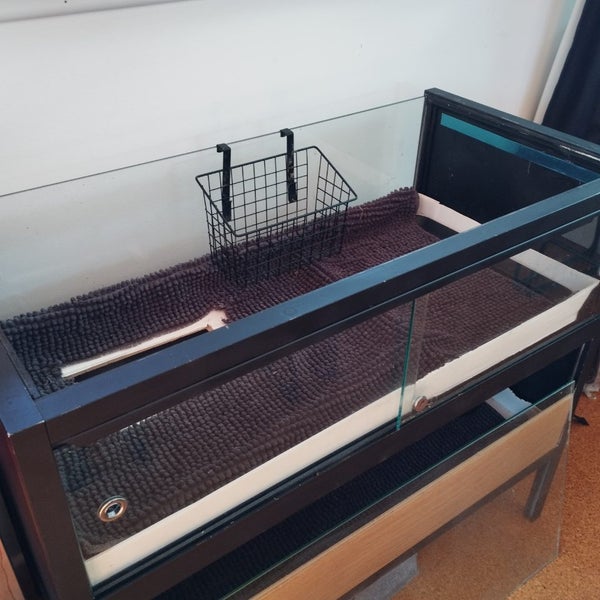Guinea pig or hamster inside enclosure Carousel 9