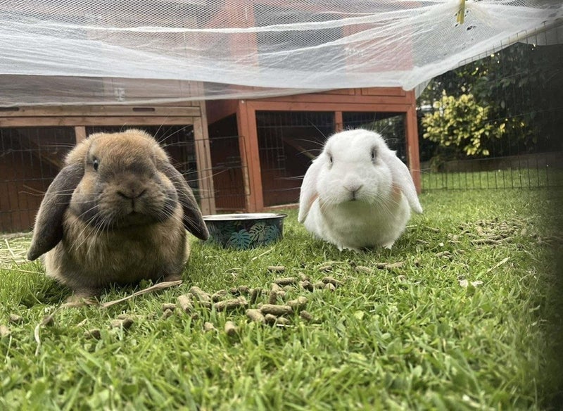 Minilop Rabbit Pair Carousel 1