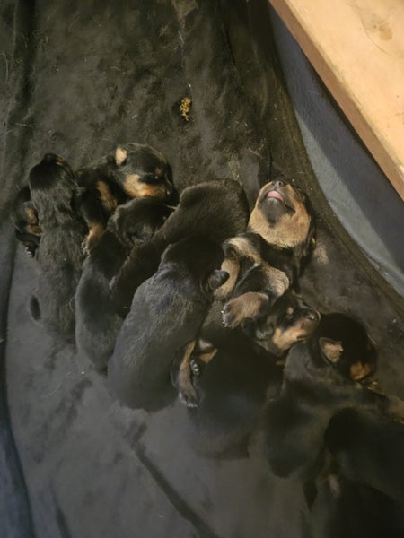 Rottweiler Babies Carousel 1