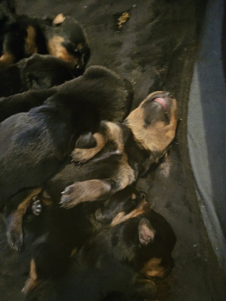 Rottweiler Babies Carousel 2