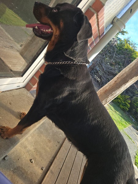 Rottweiler Babies Carousel 9