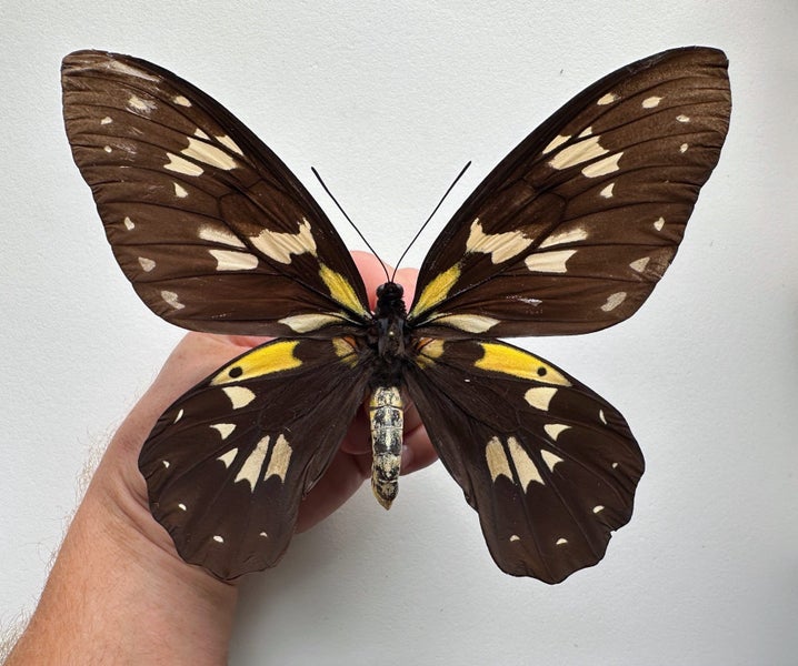Real Butterfly: Ornithoptera Victoriae! Female RARITY NOW Carousel 1