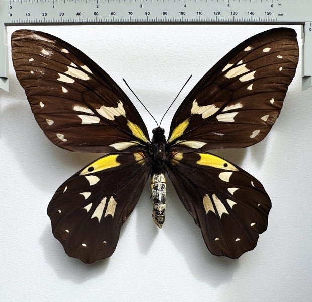 Real Butterfly: Ornithoptera Victoriae! Female RARITY NOW Carousel 2