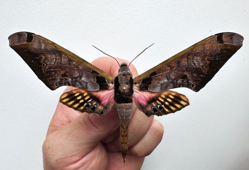 Real Moth: Adhemarius sexoculata!! Peru!! Rare!! Carousel 2