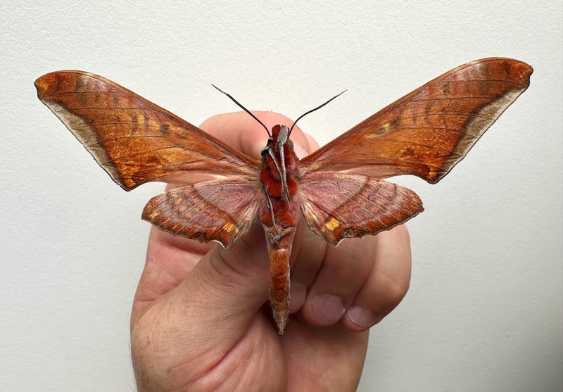 Real Moth: Adhemarius sexoculata!! Peru!! Rare!! Carousel 3