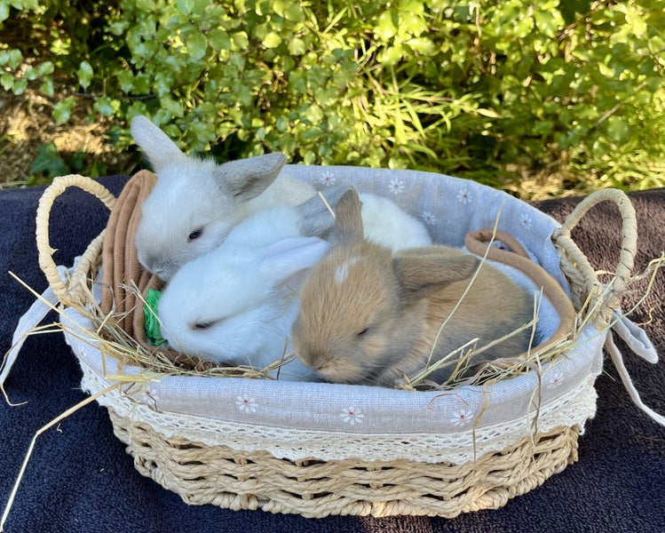 Alta Mini lops Carousel 1