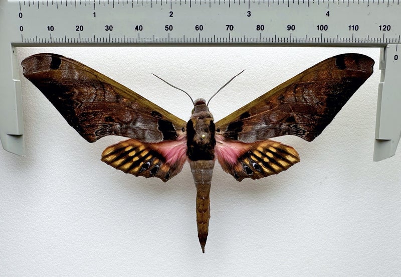 Real Moth: Adhemarius sexoculata!! Peru!! Rare!! Carousel 1