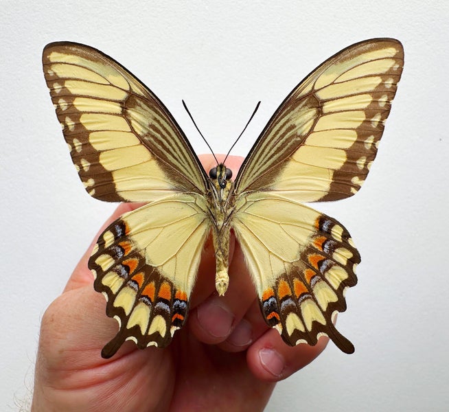 Real Butterfly: Papilio Pallas!! Mexico!! Carousel 3
