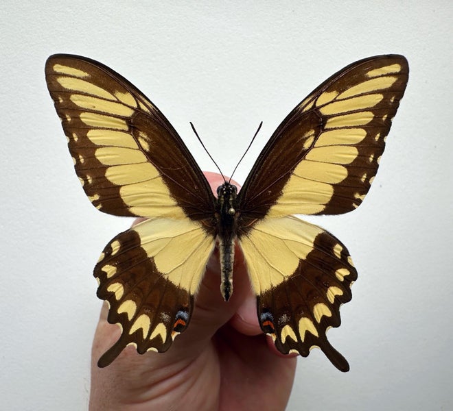 Real Butterfly: Papilio Pallas!! Mexico!! Carousel 2