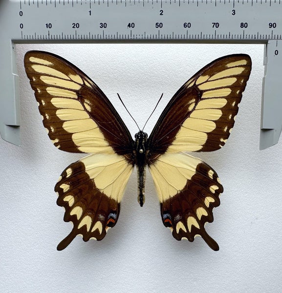 Real Butterfly: Papilio Pallas!! Mexico!! Carousel 1