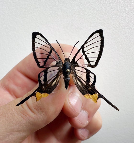 Real Butterfly: Chorinea octauius!! Peru!! Delicate Carousel 1