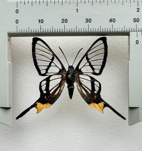 Real Butterfly: Chorinea octauius!! Peru!! Delicate Carousel 2