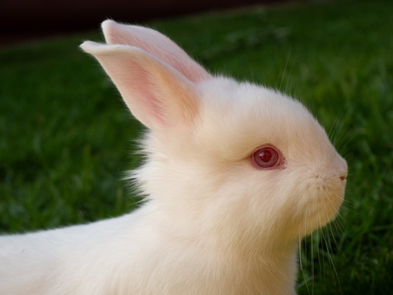 Purebred NZ White Rabbits Carousel 1