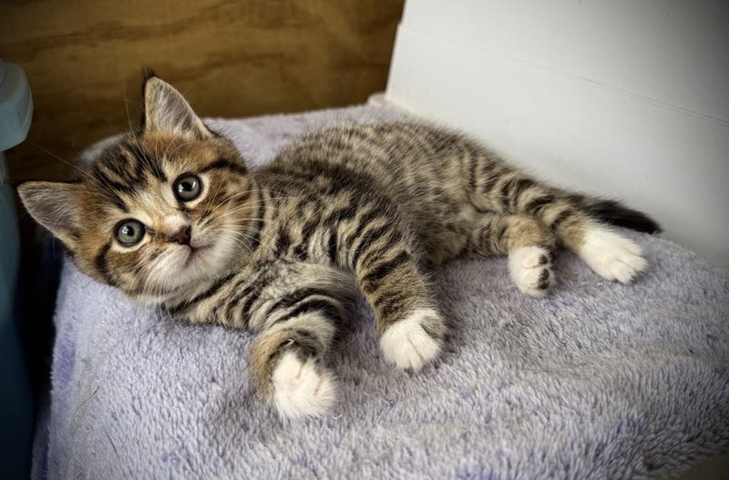 CAT RESCUE CHCH - Ready For Adoption Fig Carousel 1