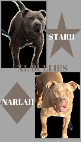 American Bully Puppies Carousel 1