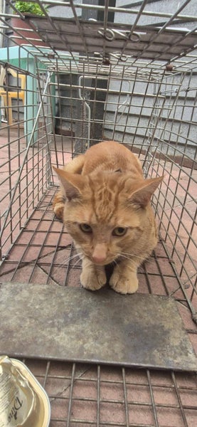 Chance - Wcc Rescue Cat Carousel 2