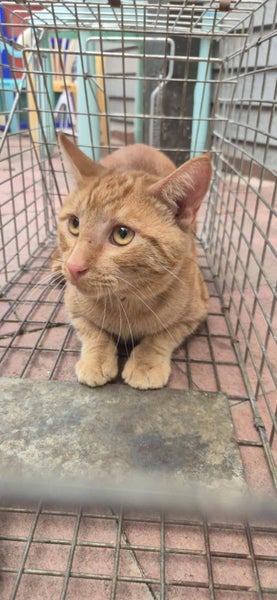 Chance - Wcc Rescue Cat Carousel 1
