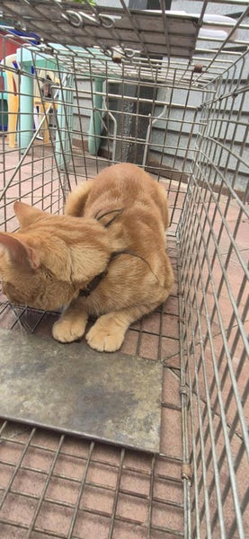 Chance - Wcc Rescue Cat Carousel 5