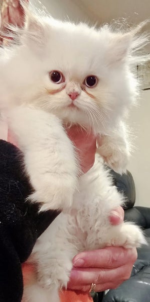 Beautiful Pedigree Persian Kittens Carousel 1