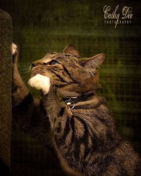 CAT RESCUE CHRISTCHURCH - Ready for Adoption - Leo Carousel 2