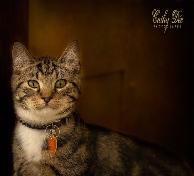CAT RESCUE CHRISTCHURCH - Ready for Adoption - Leo Carousel 1