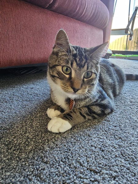 CAT RESCUE CHRISTCHURCH - Ready for Adoption - Leo Carousel 7