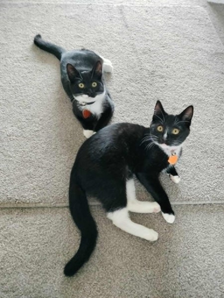 CAT RESCUE CHRISTCHURCH - Ready for Adoption - Edwina Carousel 2
