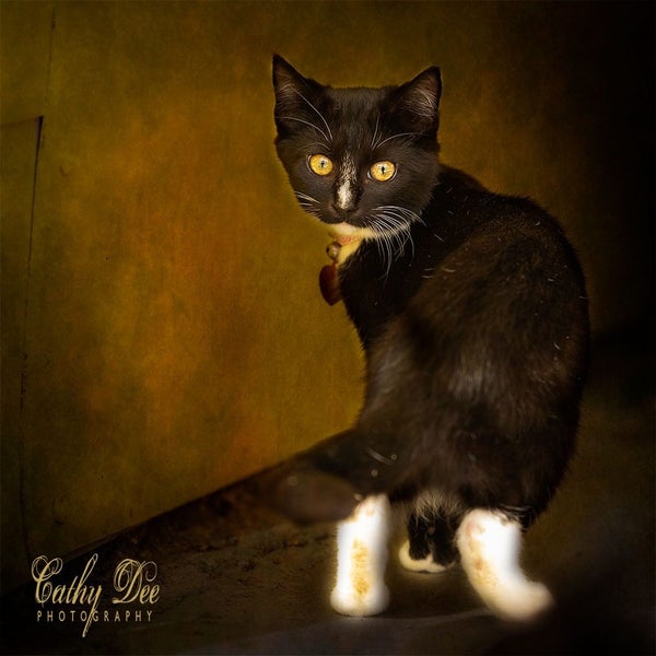 CAT RESCUE CHRISTCHURCH - Ready for Adoption - Edwina Carousel 5
