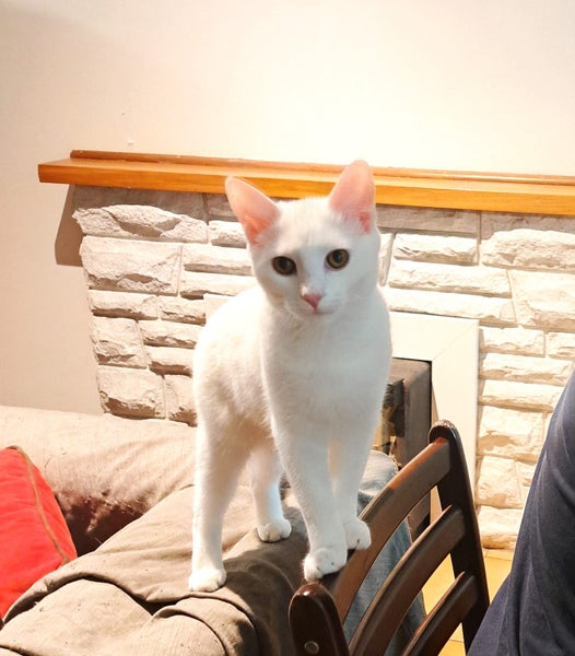 ROBIN - AVAILABLE FOR ADOPTION - PET WHISPERER RESCUE Carousel 2