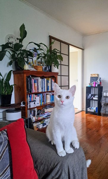 ROBIN - AVAILABLE FOR ADOPTION - PET WHISPERER RESCUE Carousel 1
