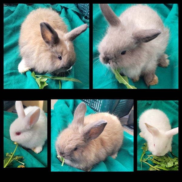 Jersey Lop Kits- Jersey Wooly x Mini Lop Carousel 1