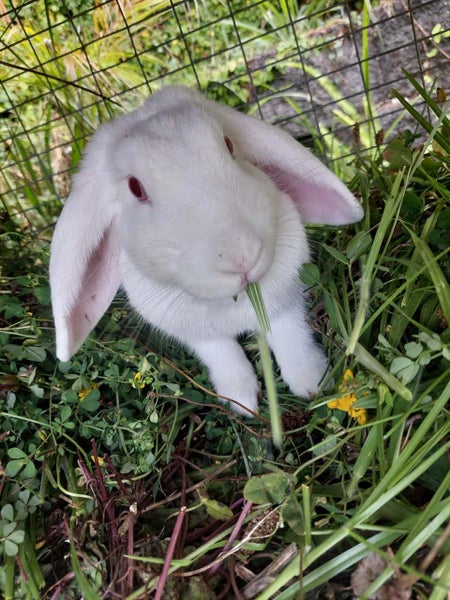 Mini lop rabbit Carousel 1