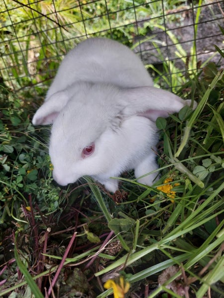 Mini lop rabbit Carousel 2