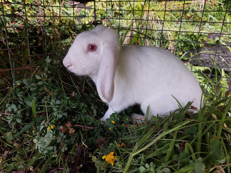 Mini lop rabbit Carousel 3