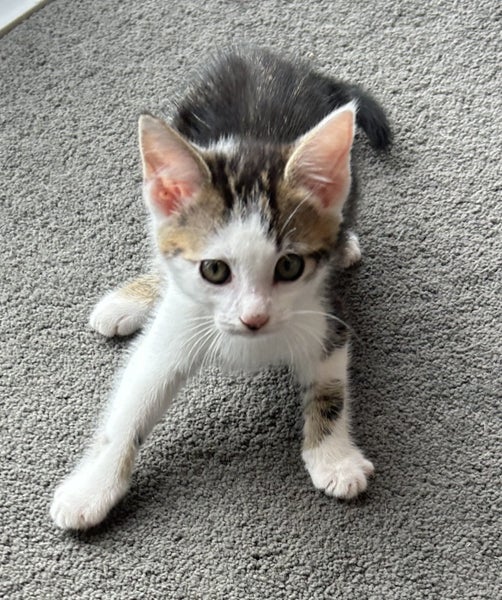 Gorgeous Rescue Kittens Carousel 17