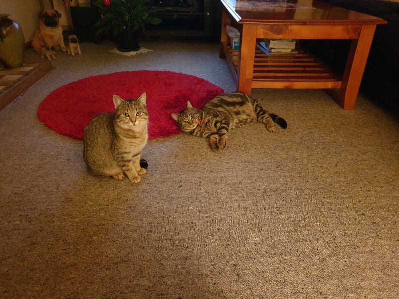 Two Cats in Need of a Home Carousel 1