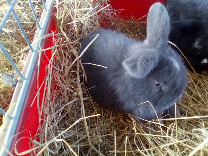 Minilop bunnies x 2, female Carousel 2