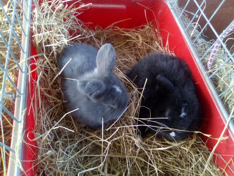 Minilop bunnies x 2, female Carousel 1