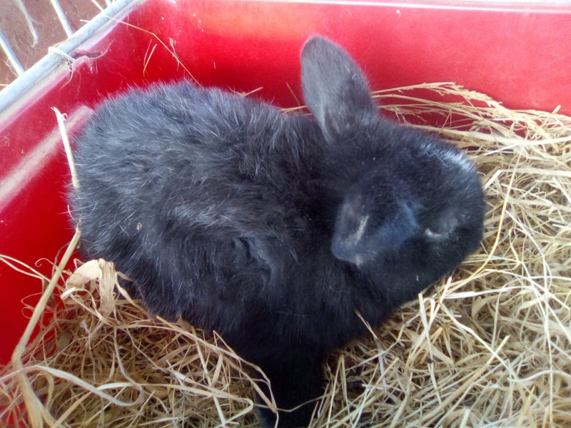 Minilop bunnies x 2, female Carousel 3