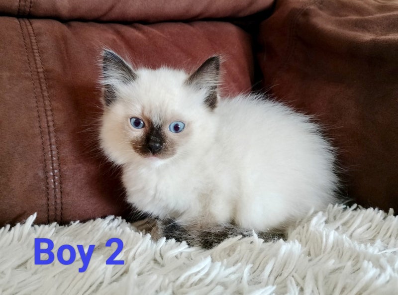 Lovely Ragdoll Kittens Carousel 1