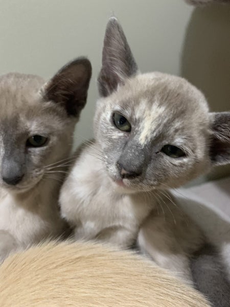 Tonkinese kittens Carousel 17