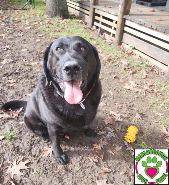 Eclipse - lovely natured 8yr old male lab cross - Marlborough Four Paws Rescue Carousel 1