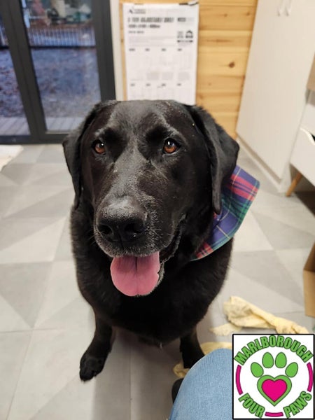 Eclipse - lovely natured 8yr old male lab cross - Marlborough Four Paws Rescue Carousel 3