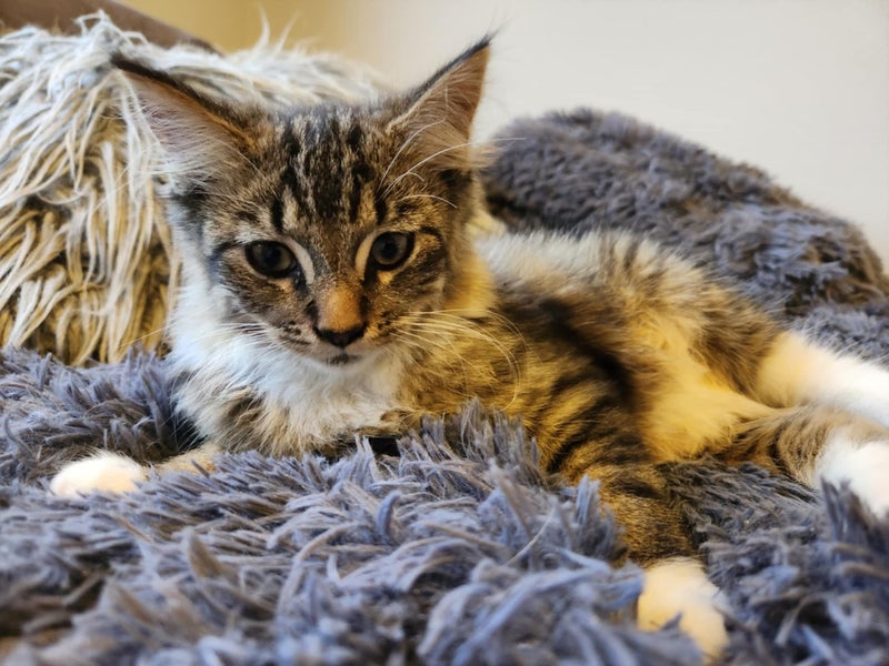 Beautiful Desexed Kittens Some Fluffy Carousel 2